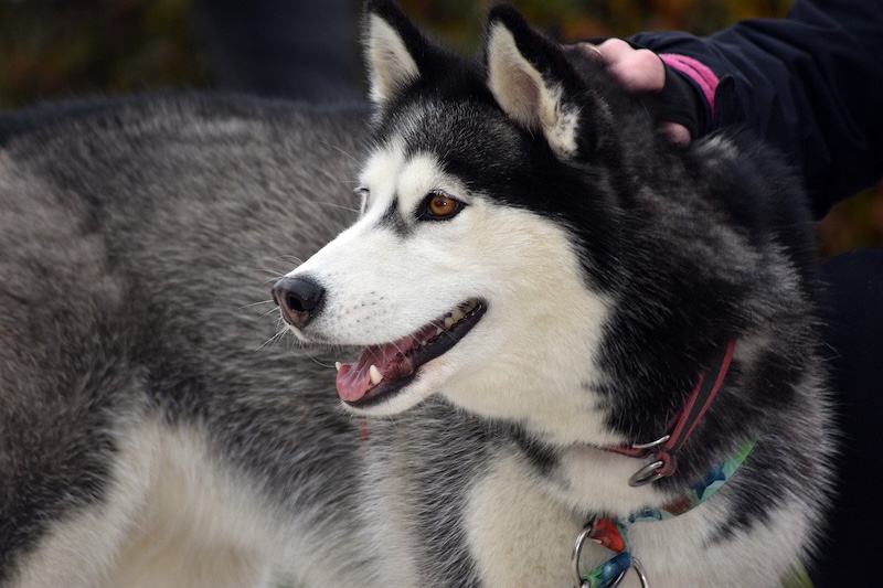 Daha Zeki Köpeklerin Daha Küçük Beyinleri Var