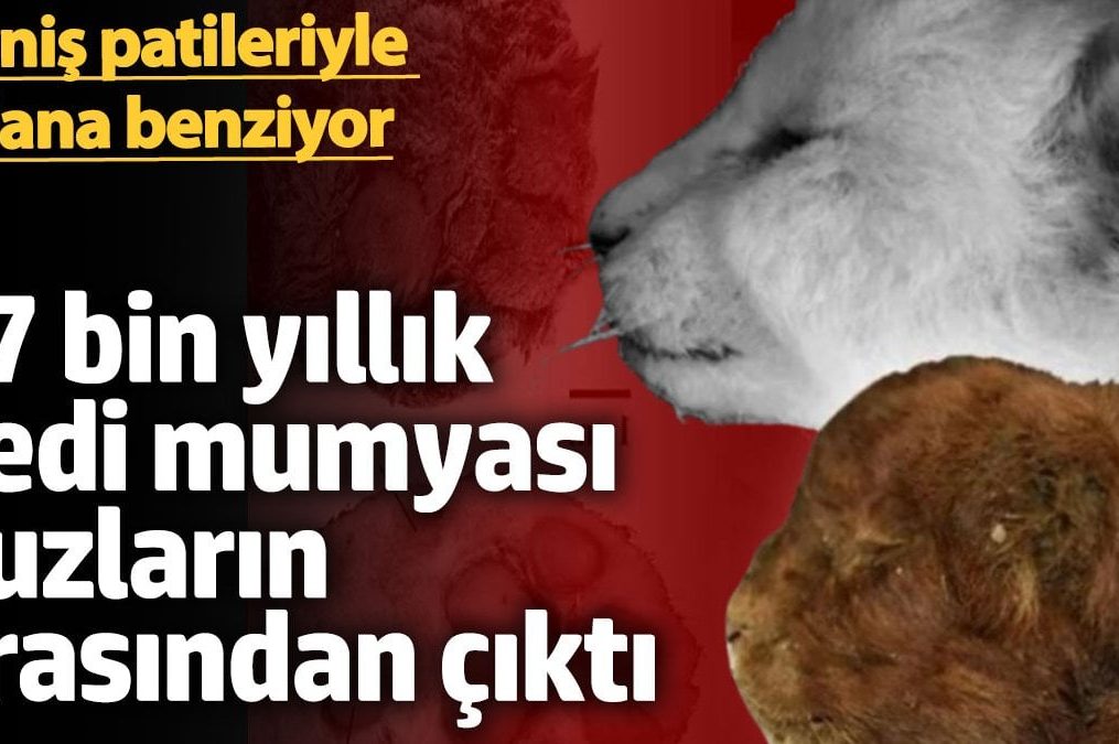 Sibirya’da 37 bin yıllık ‘Kılıç Dişli Kedi’ mumyası bulundu: Geniş patileriyle aslana benziyor