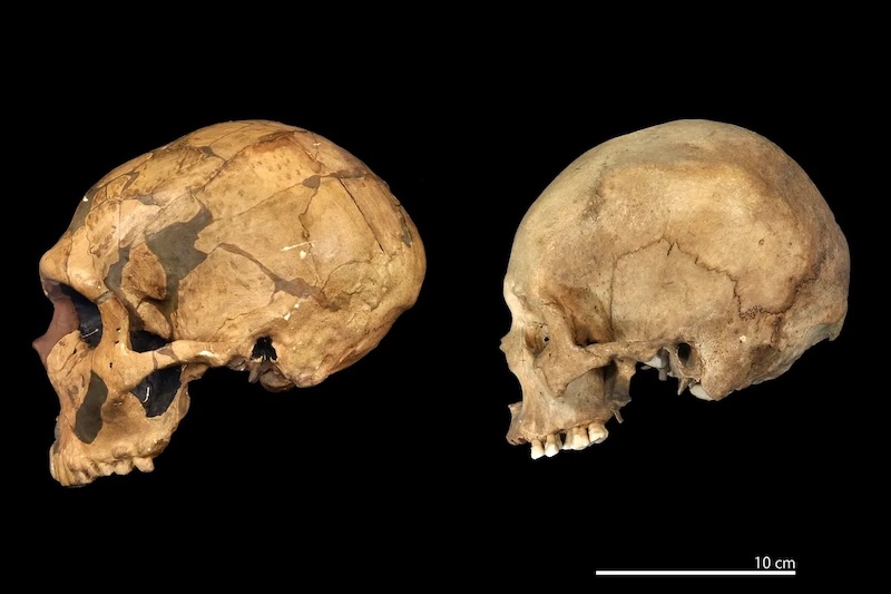 Neandertaller ve Çağdaş Beşerler: Farklı Tipler mi, Yoksa Birebir mı?